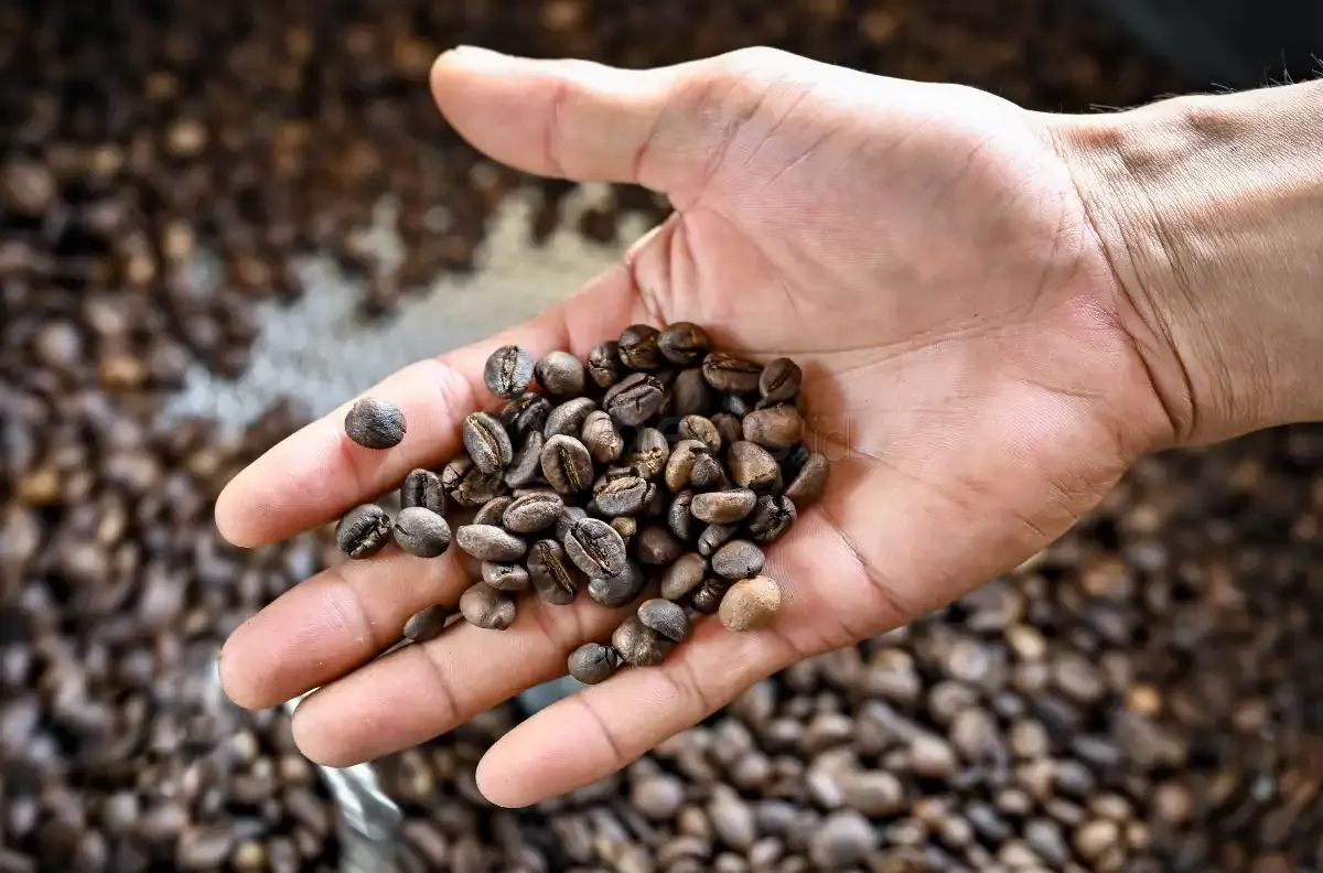 Produksi kopi Robusta Kakong 