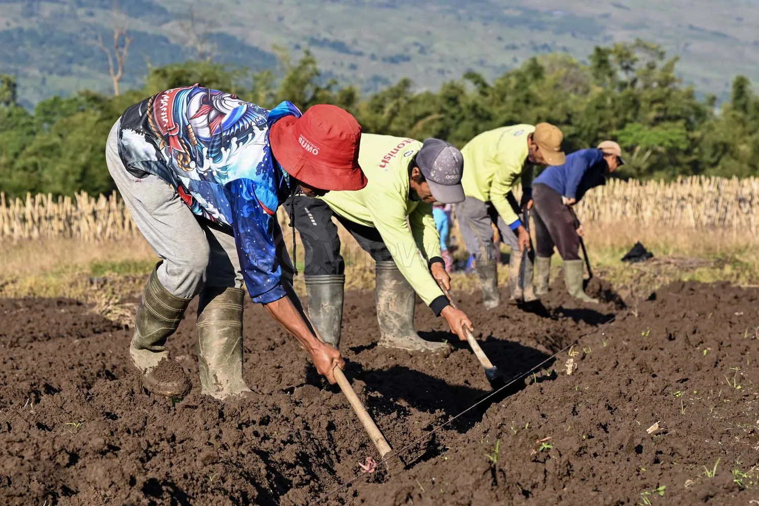 Upah buruh tani bawang di Sembalun Lombok