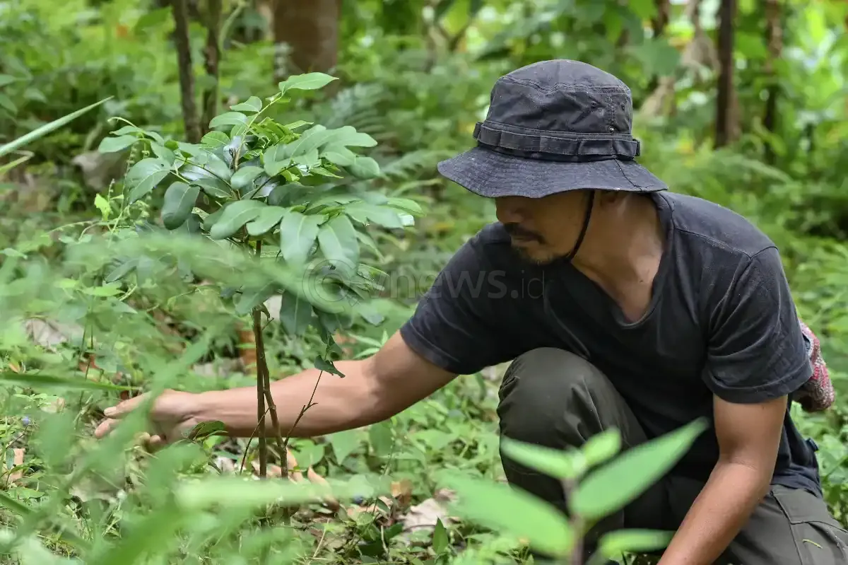 Penanaman bibit tanaman produktif di hutan kelola Gumantar