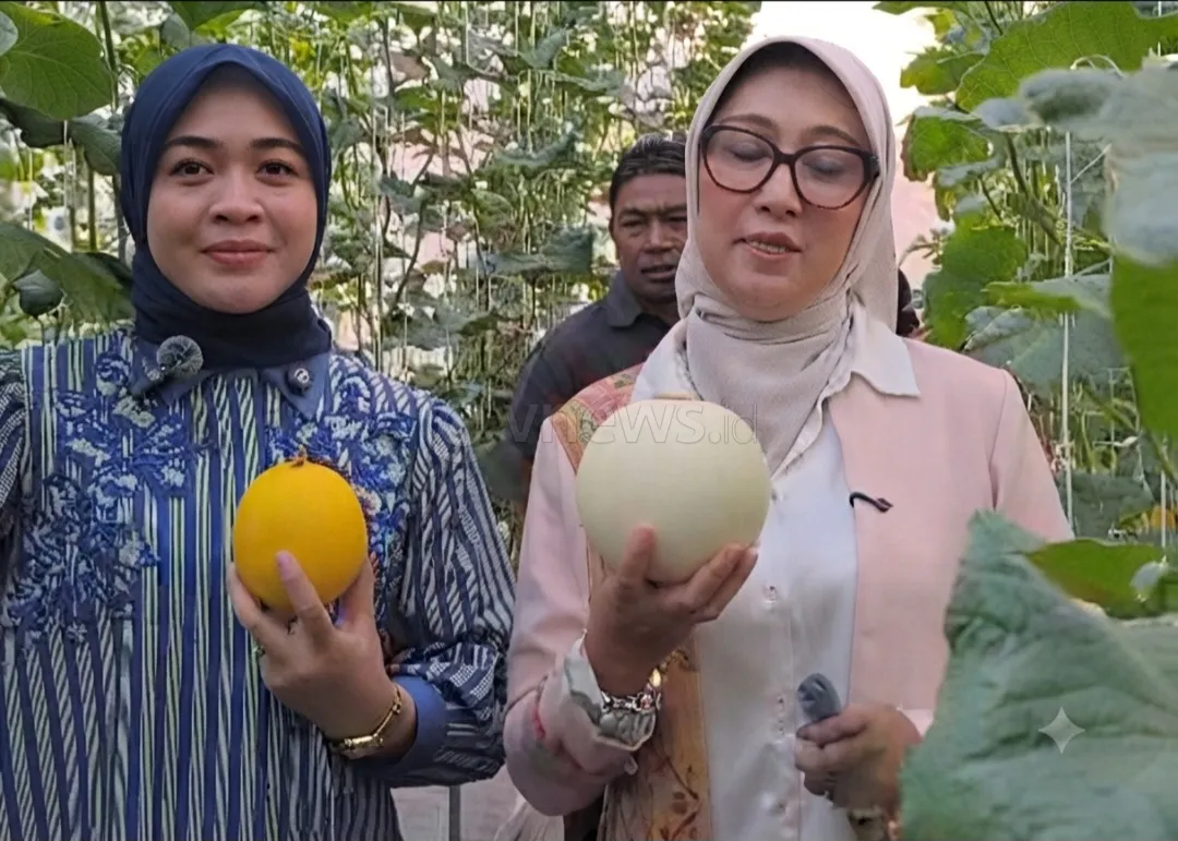 ​Rasa Manis dan Juicy Melon Premium Bumdes Mambalan Sukses Pikat Hati Istri Gubernur NTB