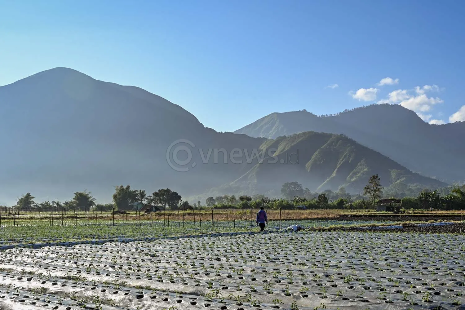 Upah buruh tani bawang di Sembalun Lombok