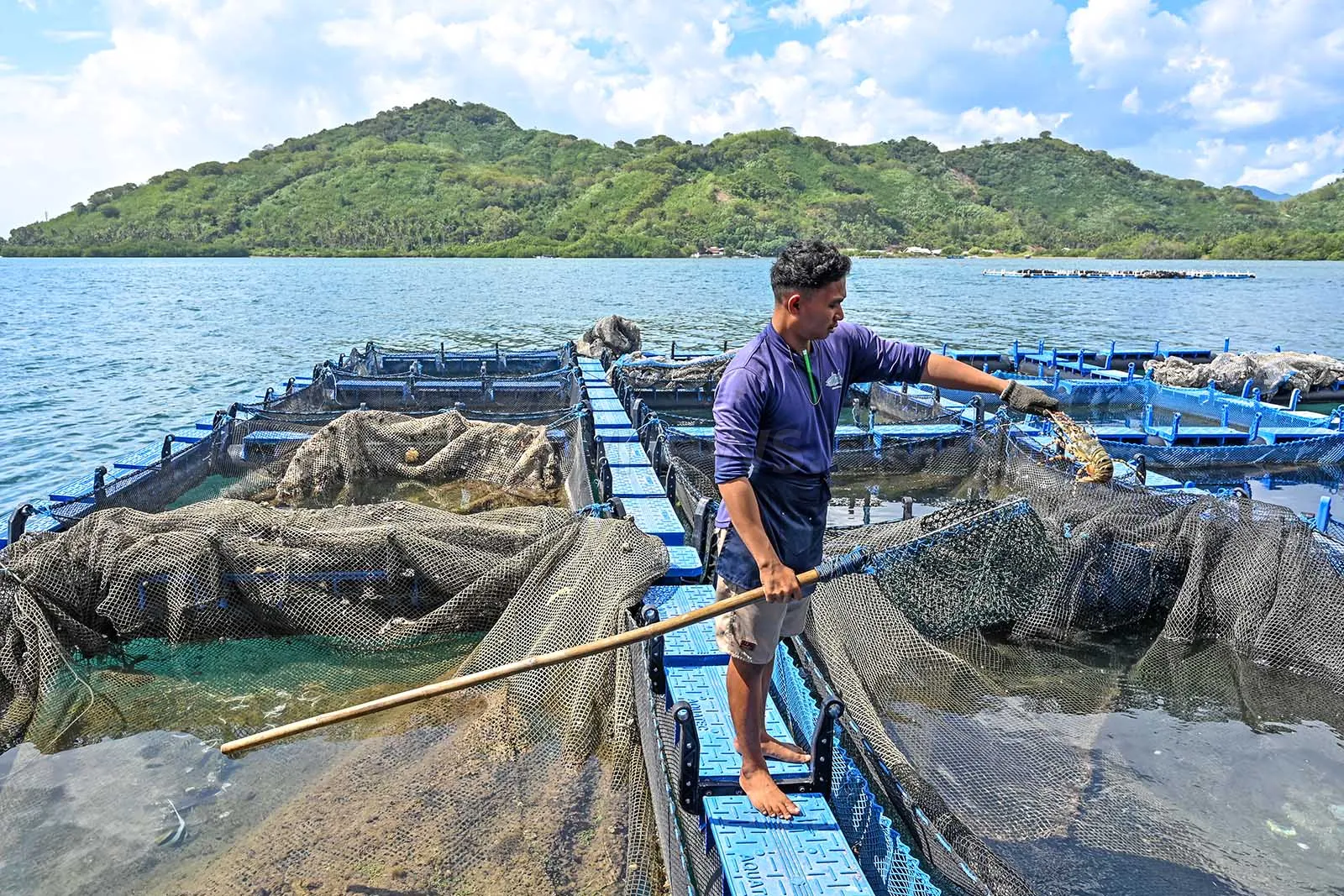 Budidaya lobster mutiara di Sekotong Lombok Barat