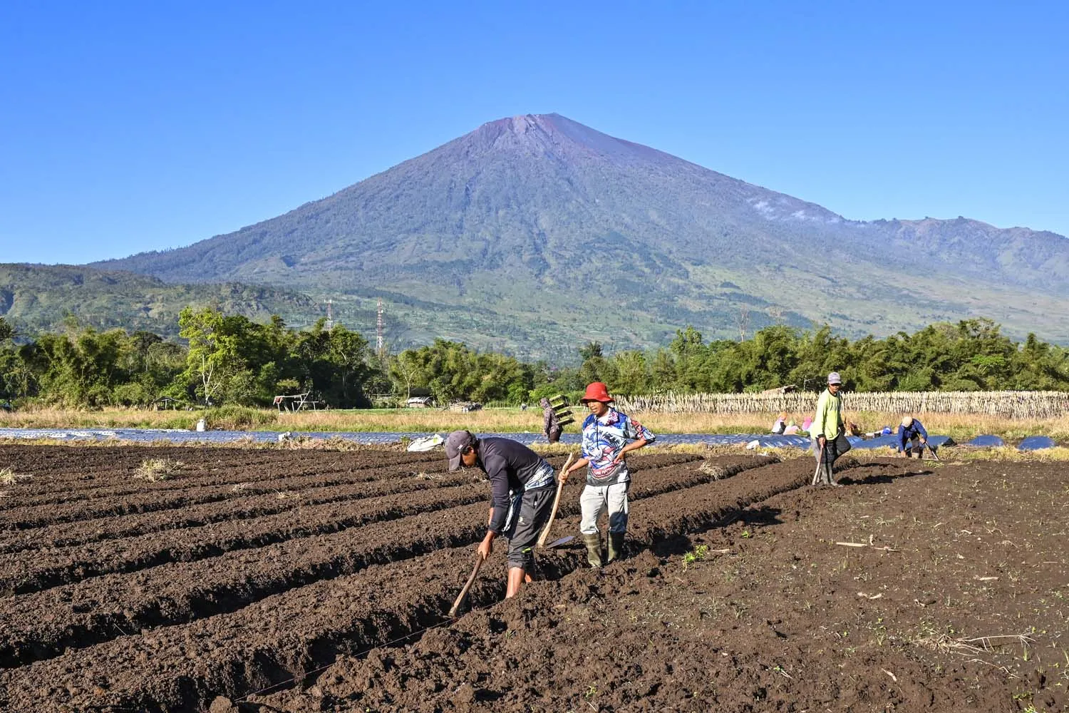 Upah buruh tani bawang di Sembalun Lombok