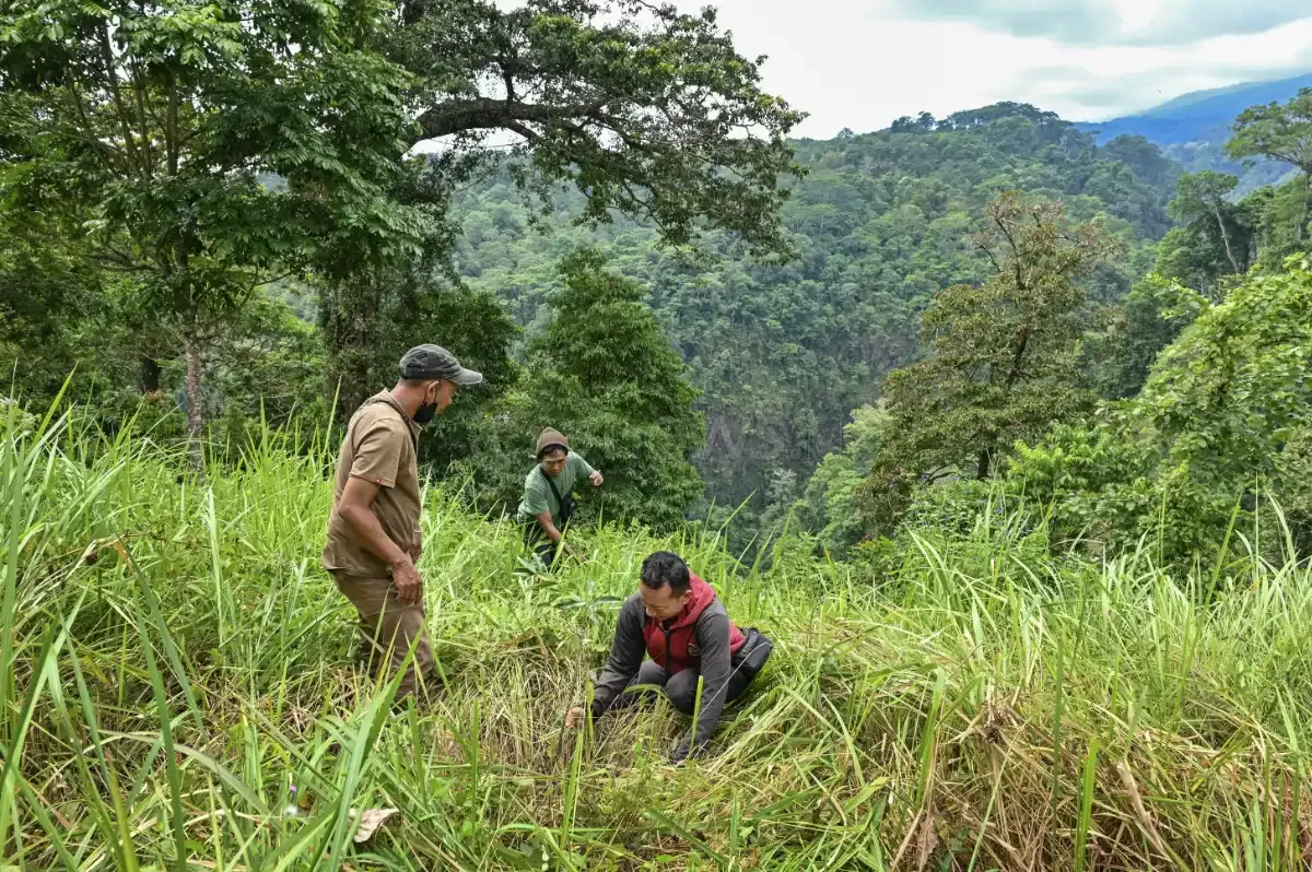 Penanaman bibit tanaman produktif di hutan kelola Gumantar